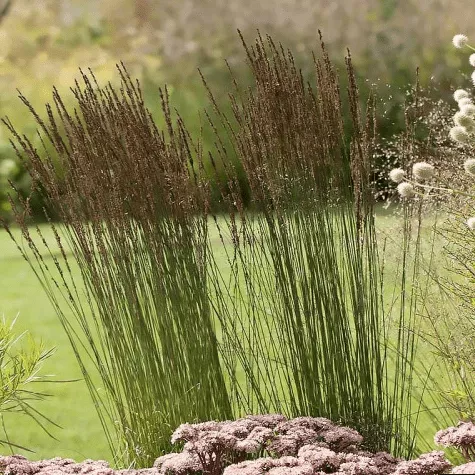 Молиния Морхейкс v3 Lav 