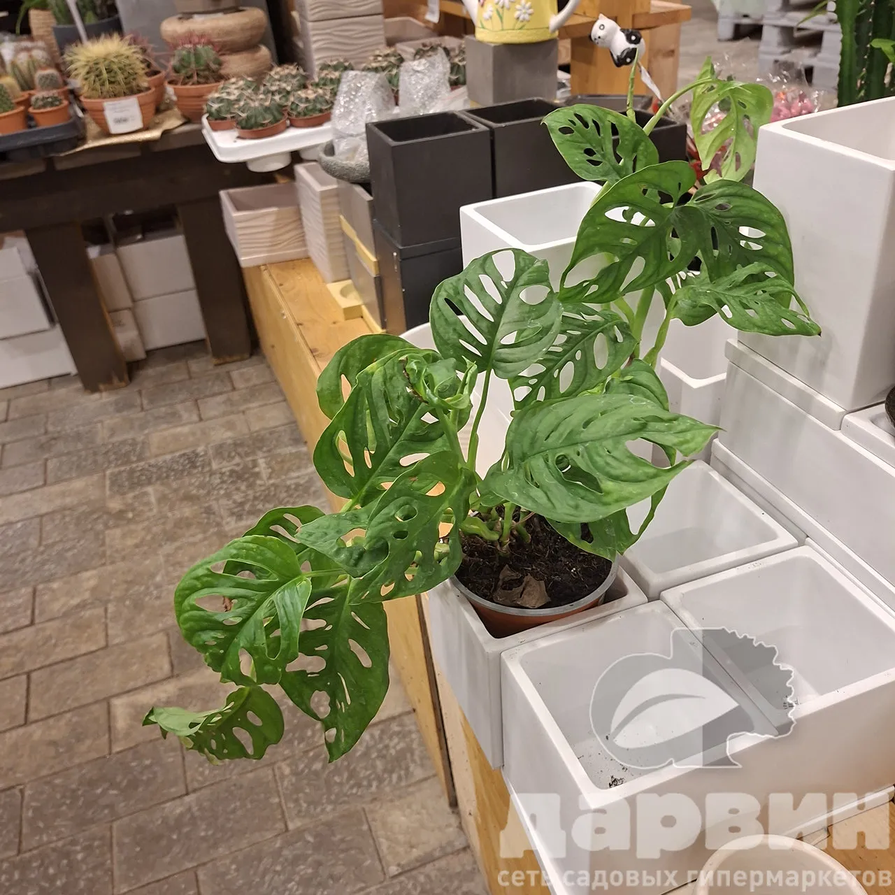 Монстера Адансони d12 h35 