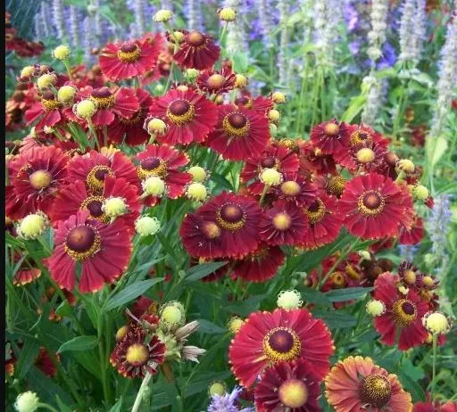 Гелениум осенний Хелена ред Шейдс ,С2 ЦО 