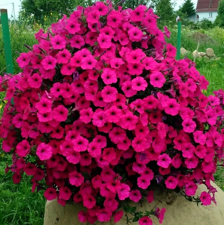 Семена Петуния Каскадная Тайдал Вейв Черри 10 шт Поиск 