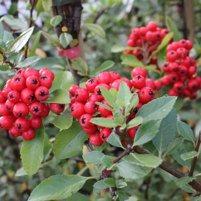 Пираканта Ред Колумн v2 20-40 Lav 