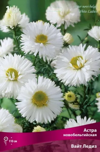 Астра новобельгийская Вайт Ледиз I 1шт Поиск 