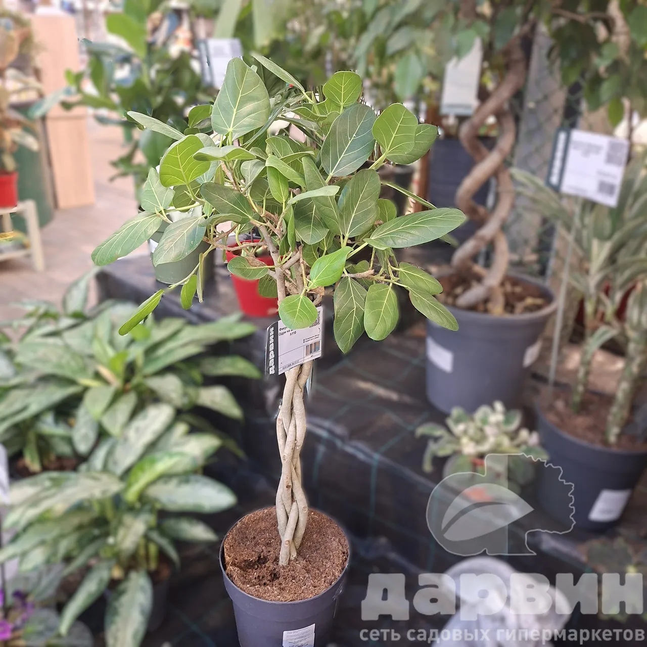 Фикус Бенгальский Одри на штамбе d24 h110 
