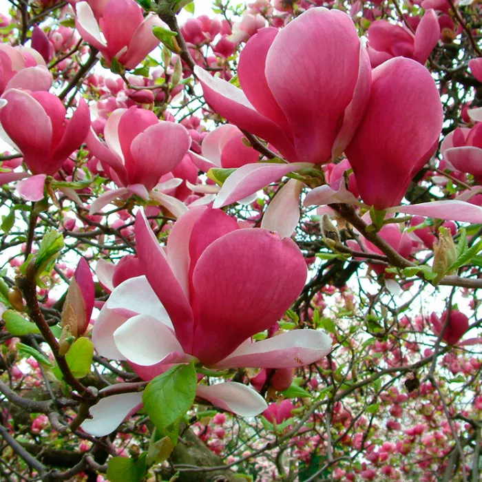 Магнолия в асс. с3 
