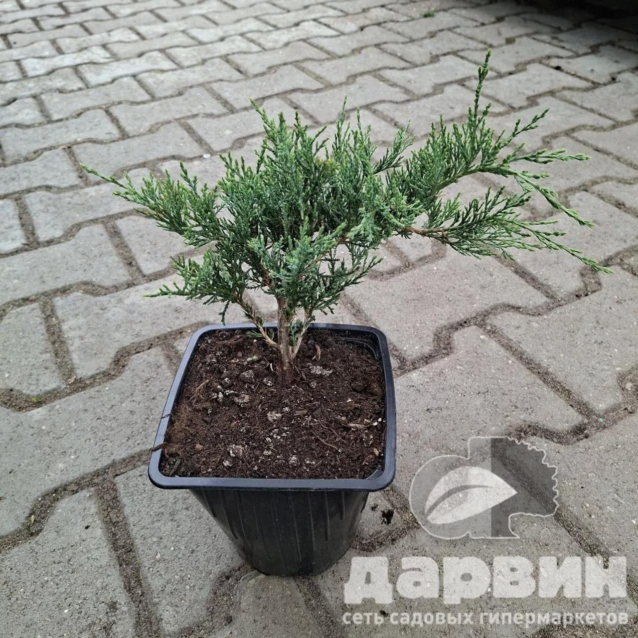 Можжевельник казацкий Рокери Джем v2 Lav 