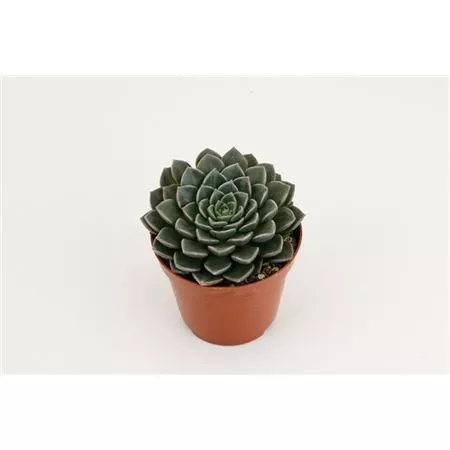 Эхеверия Глаука d5 h10 