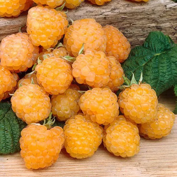 Малина ремонтантная Альт Голд, желтая v2-3 Tim-FT 