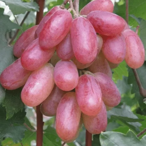 Преображение Виноград