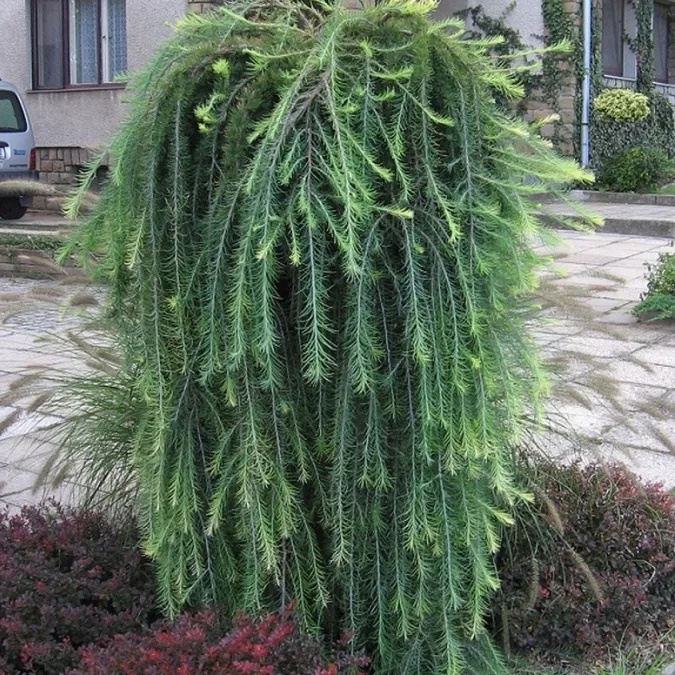 Растение лиственница европейская Пули C18, 200-260 Bor 