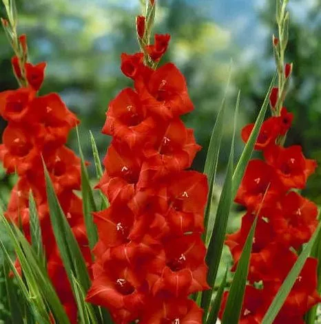 Луковица НВМ Гладиолус Матчпоинт 7 12/14 7шт 