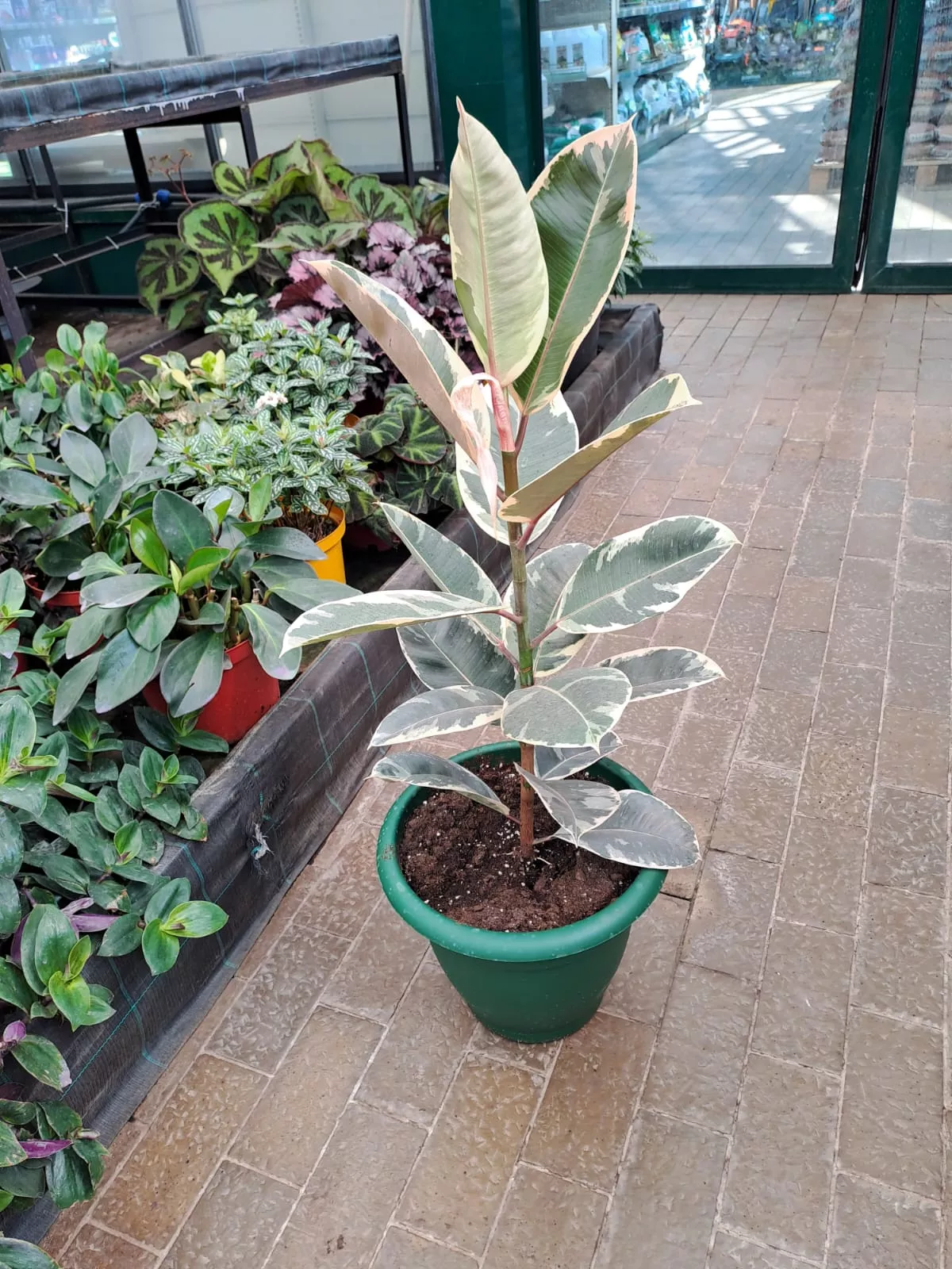 Фикус эластика 1 ствол d30 h80-100 Tim 