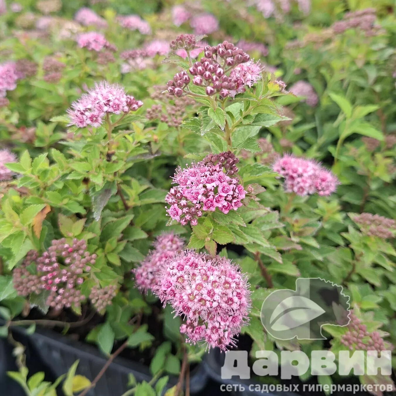 Спирея Японская Нана в2 Лав (3)