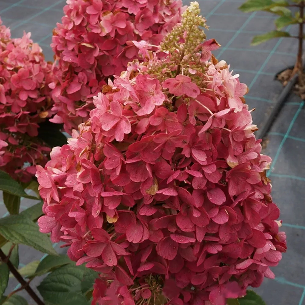 Гортензия метельчатая Кендллайт v15 30-50 YP 