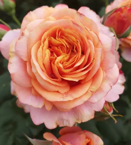 Роза Кордес парковая Ла Вилла Котта C3,5 ЦО 