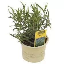 Розмарин d9 h10 ХР 