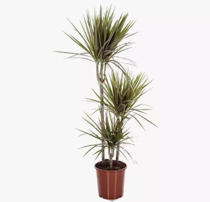 Драцена Маргината карнавал 3 ств d21 h120 