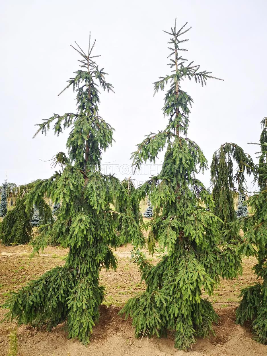 Ель обыкновенная Ротенхаус v10 120-160 