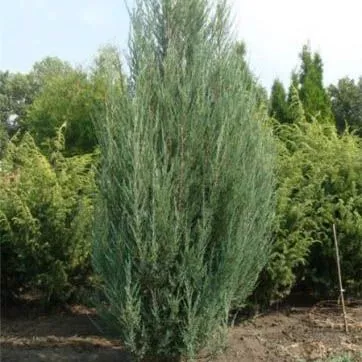 Можжевельник скальный Скайрокет v2 80-100 