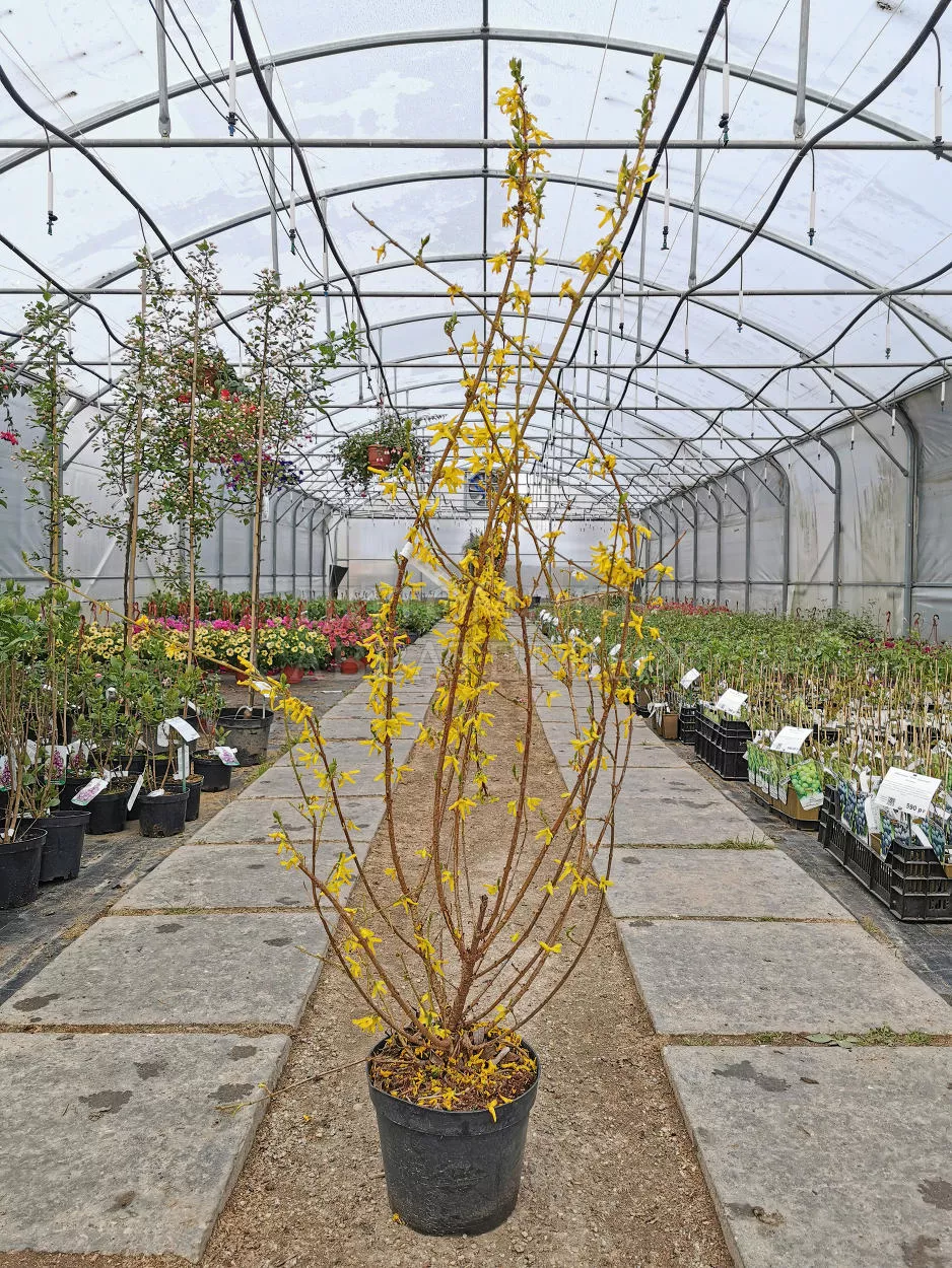 Форзиция промежуточная Спектабилис v10 30-50 Sav 