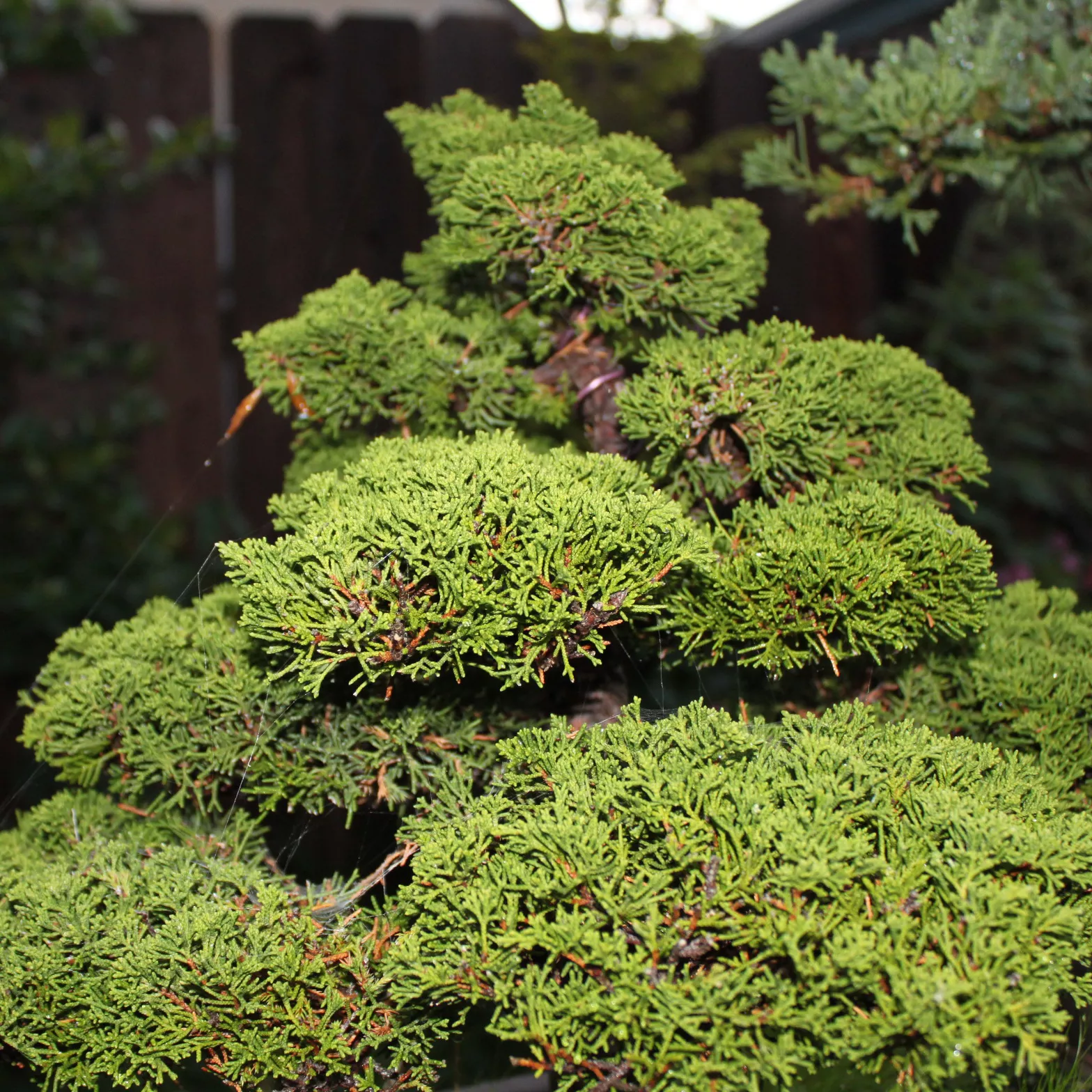 Можжевельник китайский Куривао Голд v25 100-125 БОНСАЙ 