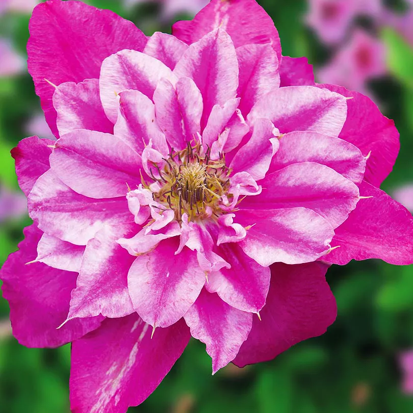 Клематис Май Дарлинг р9 