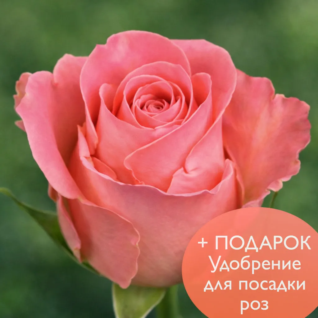 Роза чайно гибридная Хермоза в коробке Биосфера 