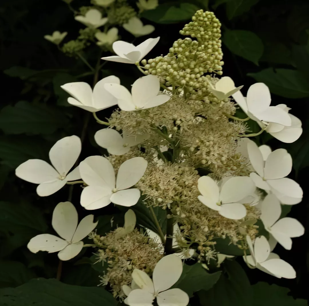 Гортензия метельчатая Голиаф v5 Lav 