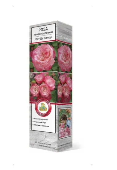 Роза почвопокровная Пат Де Велюр в коробке ЦО 