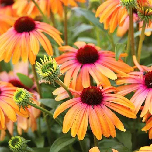 Эхинацея пурпурная Рейнбоу Марчелла (С2) ЦО 