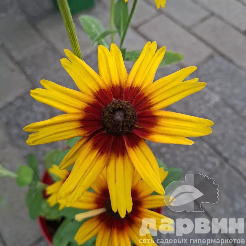 Рудбекия Смайлейз Биг Сан v2 Tim 