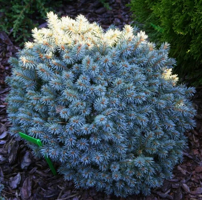 Ель колючая Блю перл 15-20 KG 