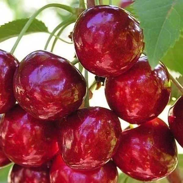 Черешня Сюбаровская ранн v7 100-140 Tim 