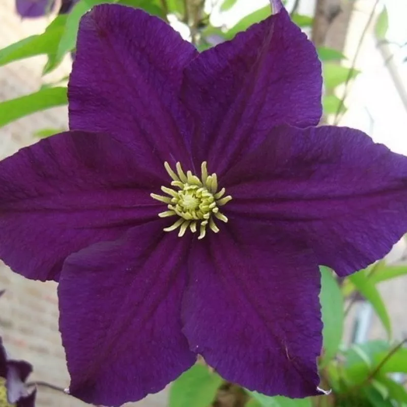 Клематис Viola C2 