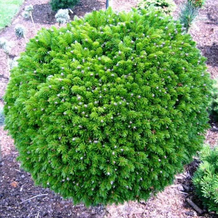 Ель восточная Профессор Лангер 75cm stam cont. 12L Mt 