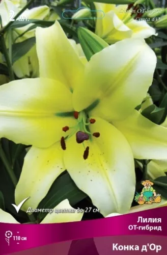 Луковица Лилия ОТ-гибрид Конка д'Ор 2шт Поиск 