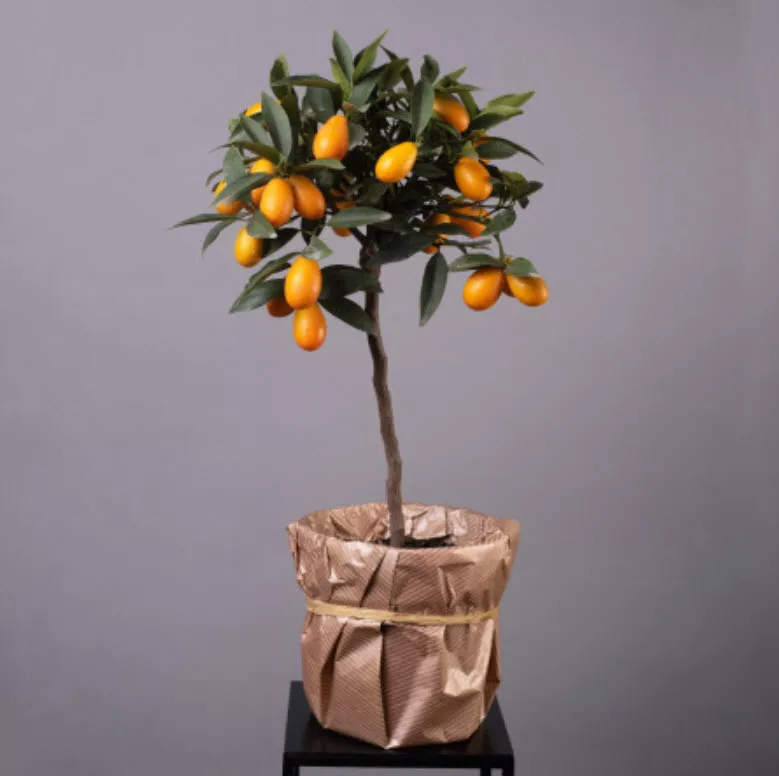 Цитрофортунелла Кумкват штамб d15 h50 