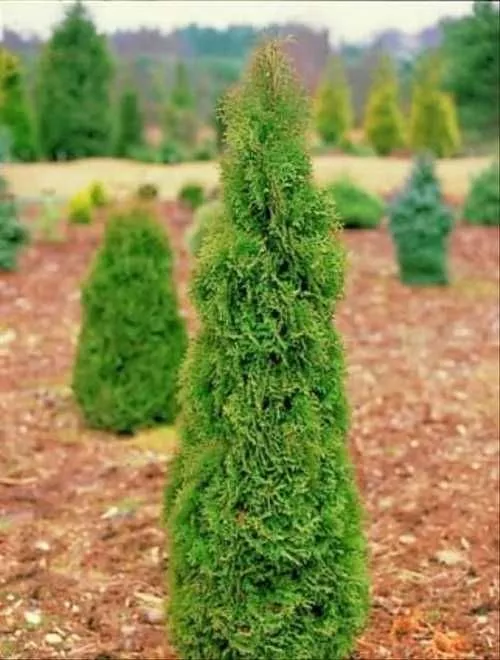 Туя западная Холмструп 140-160 Tim 