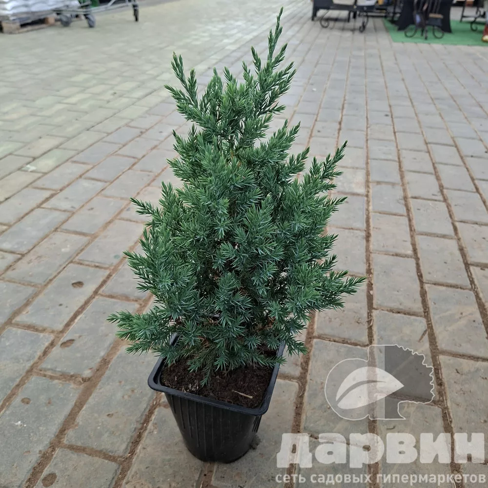 Можжевельник китайский Стрикта v2 Lav 