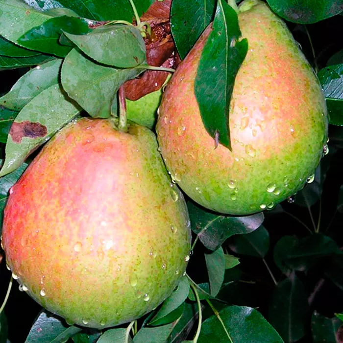 Груша Ириста средн v7 120-140 Tim 