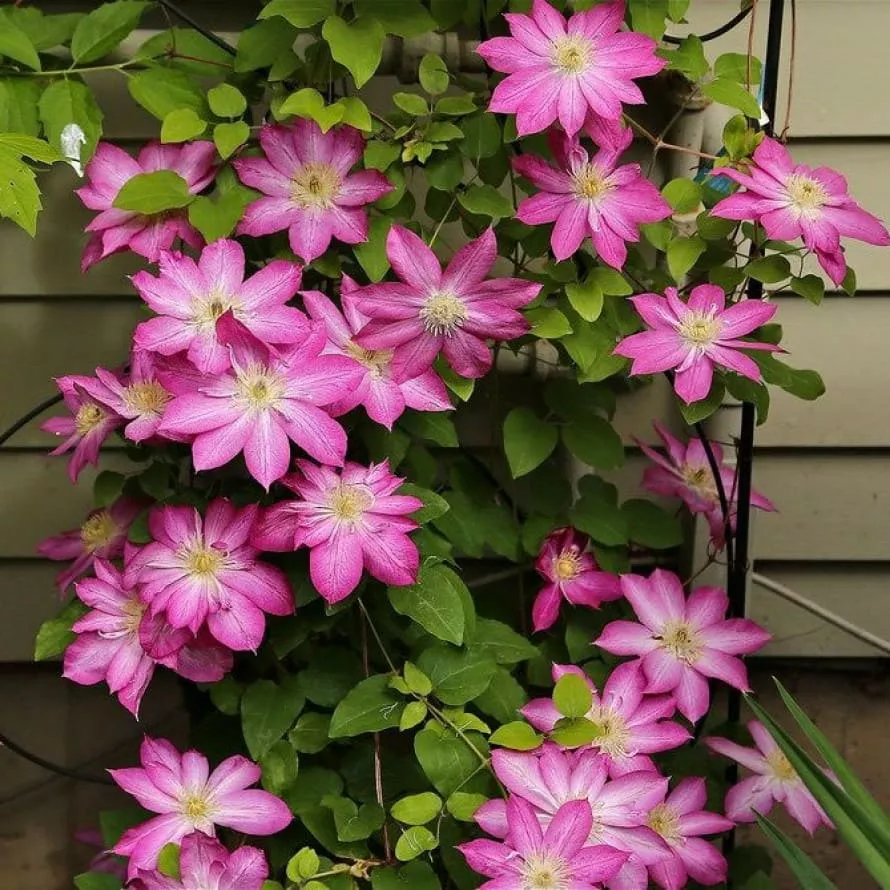 Клематис Асао v2 CL 