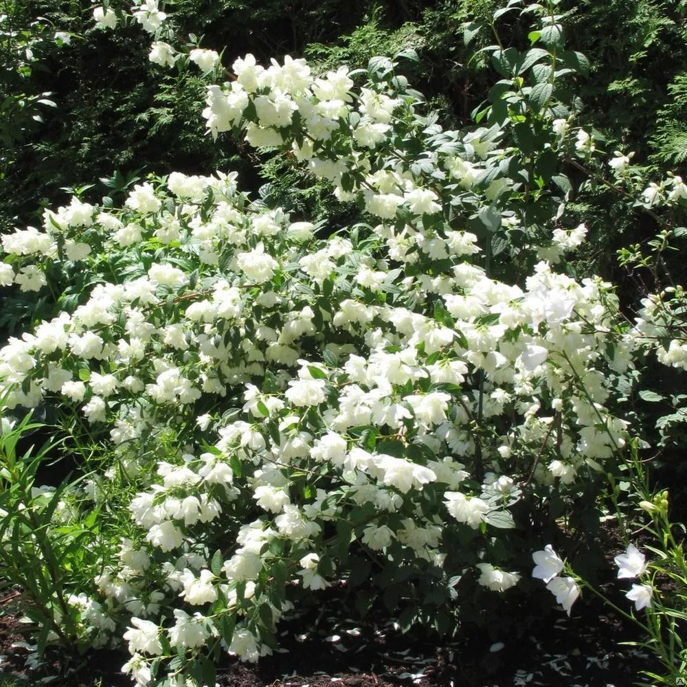 Миннесота Сноуфлейк Чубушник