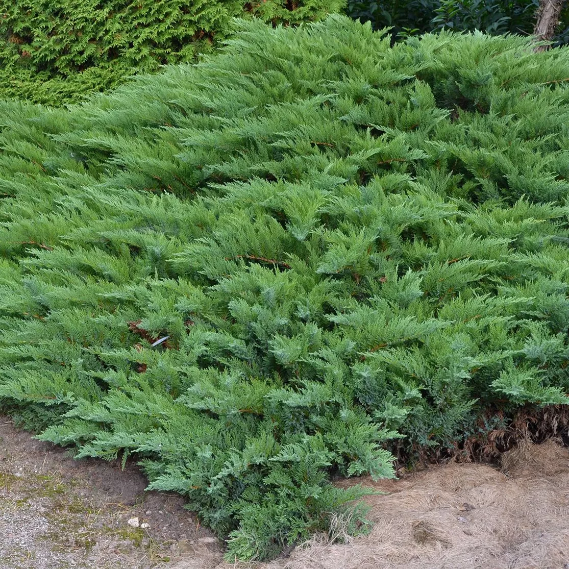 Растение можжевельник казацкий Тамарисцефолия с2/20-30 Lt 