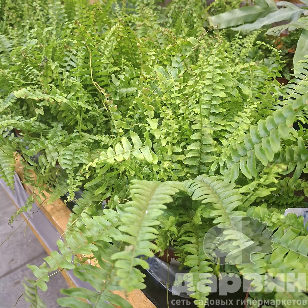 Нефролепис Грин Леди d12 h40 