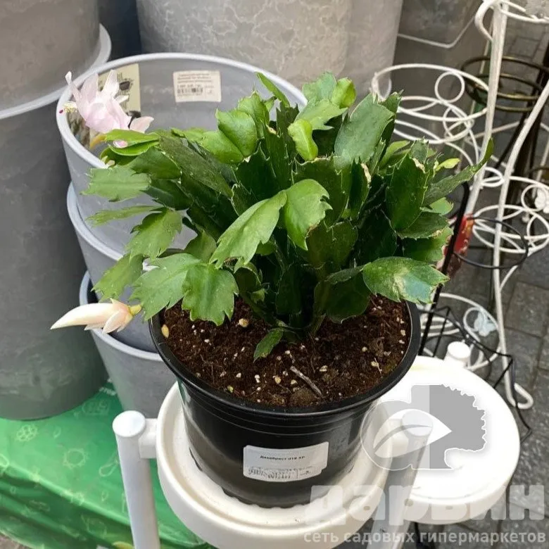 Декабрист d19 ХР 