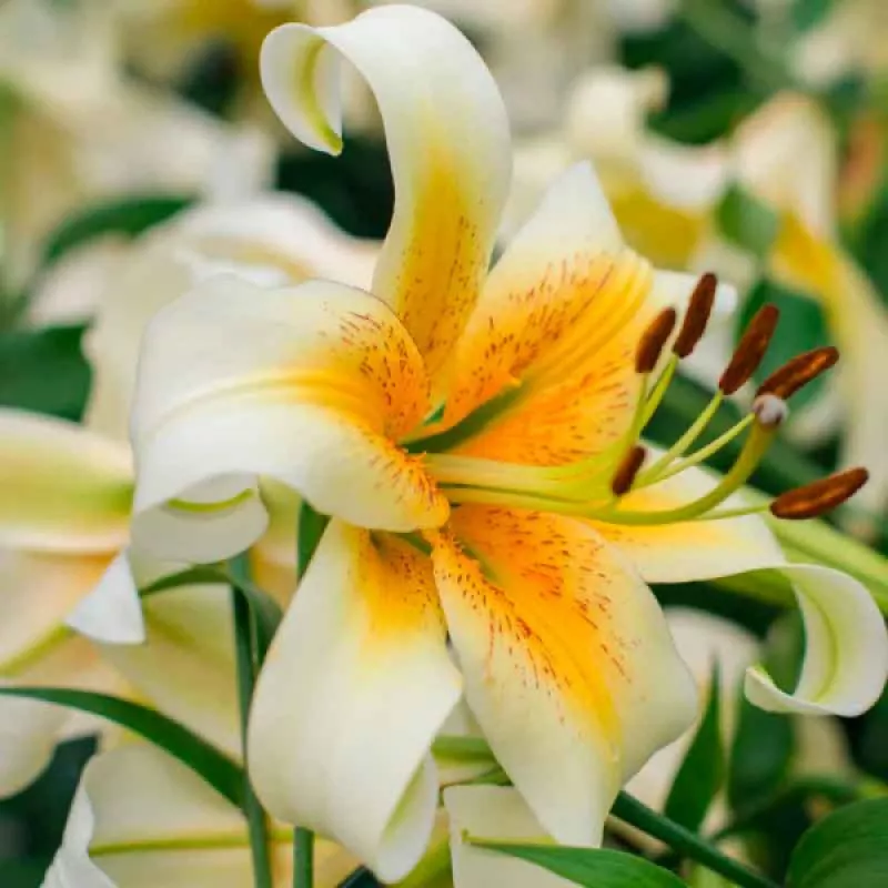 Луковица Лилии Мистер Кас ОТ-гибрид   12/14 1 шт 