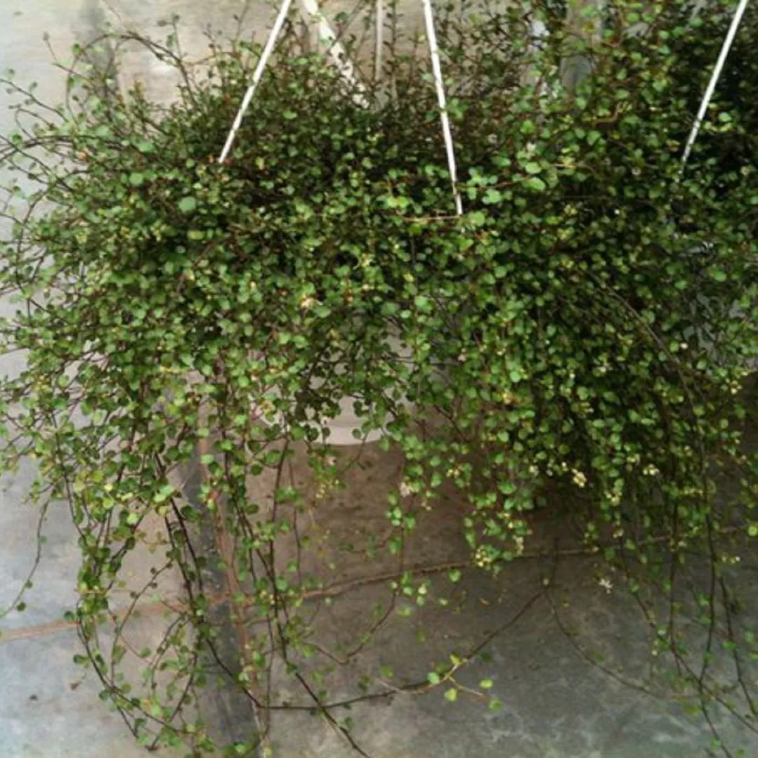 Мюленбекия ампельная в кашпо МО 