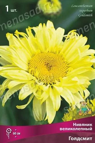 Кореневище Нивяник великолепный Голдсмит 1шт Поиск 