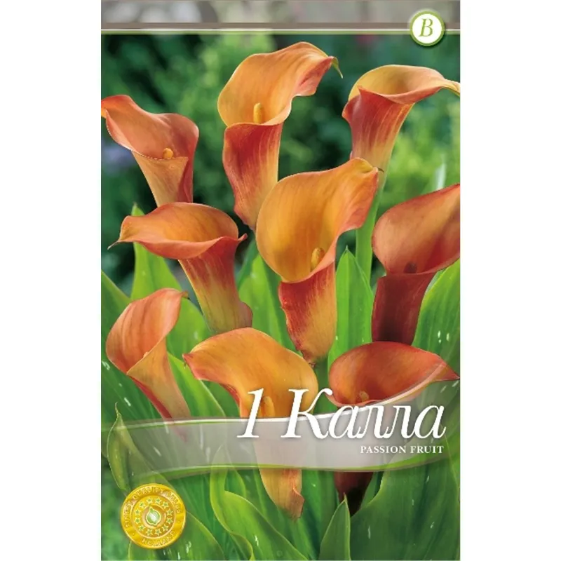 Клубень Калла Пэшн 16/18 1шт 