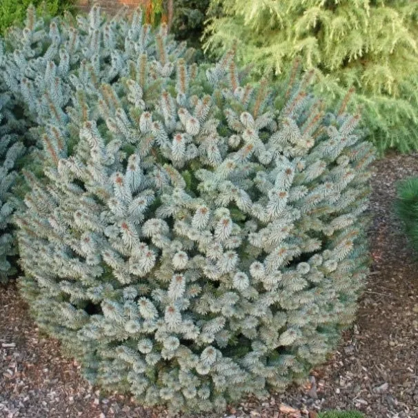 Ель ситхинская Сильберзверг 25-30 