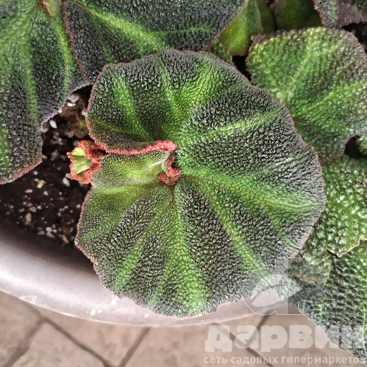 Бегония Мэсона d14 h30 Tim 